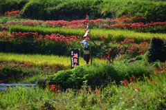 江里山の棚田の彼岸花