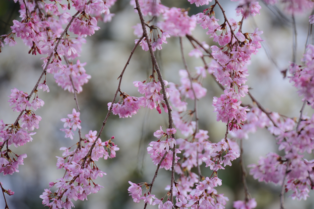 桜霞