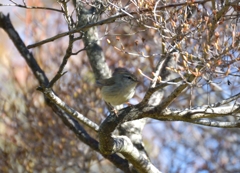 鳴かない鶯