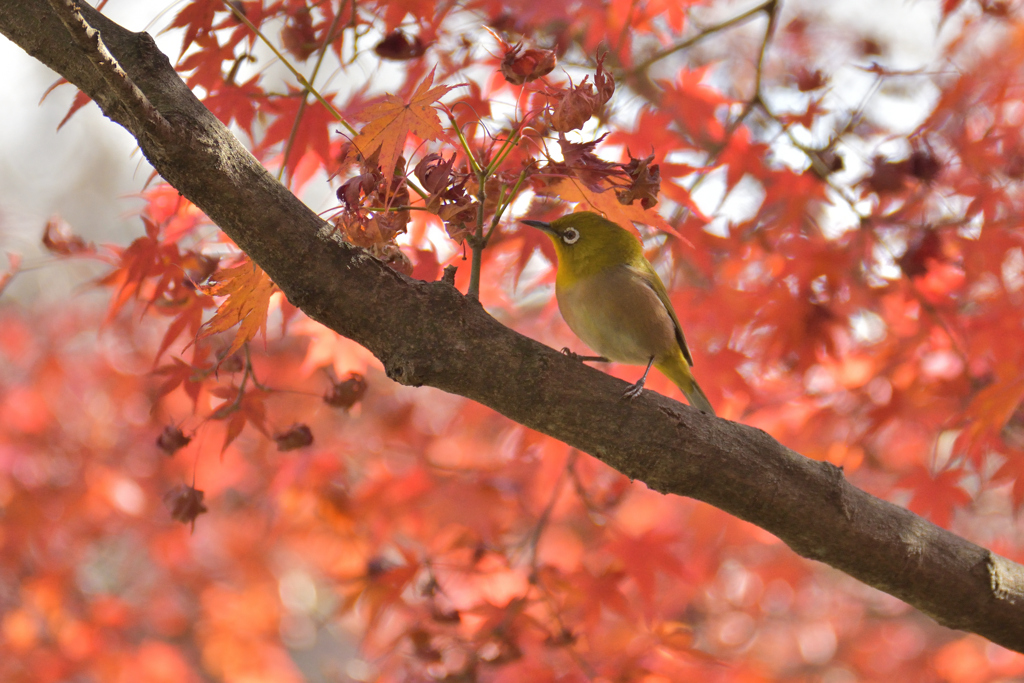 紅葉とメジロ