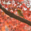 紅葉とメジロ