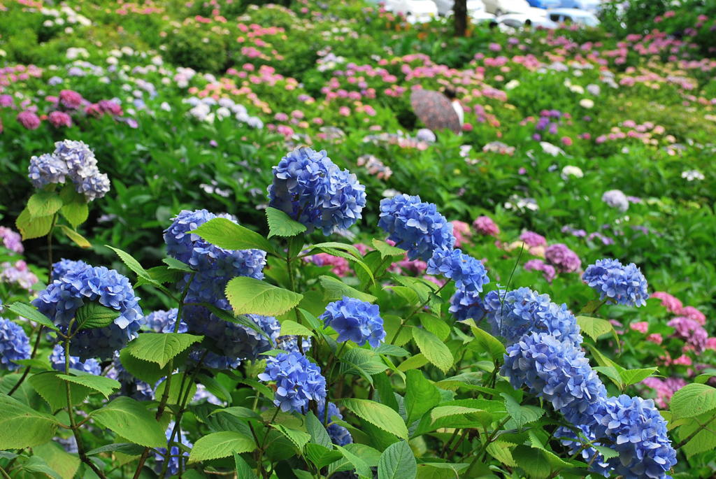 千光寺　紫陽花（18）