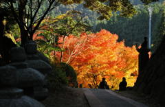 雷山千如寺大悲王院の大カエデ(5) 　