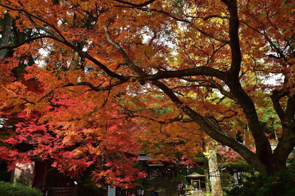 もみじで覆われた寺