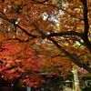 もみじで覆われた寺