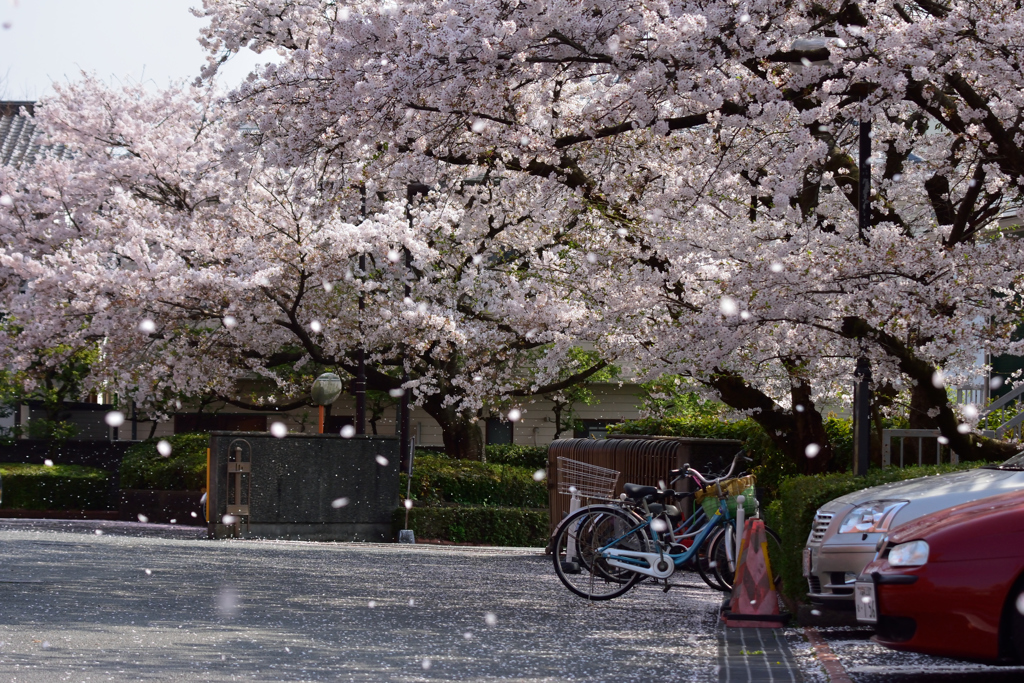 花吹雪