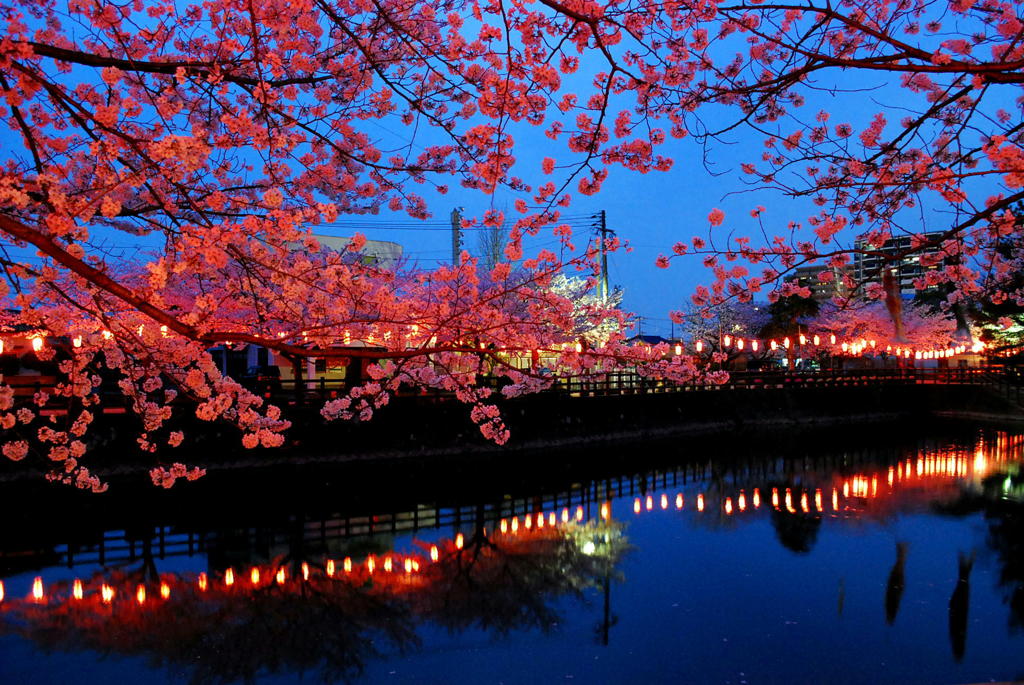 夜桜見物