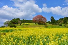 馬場の山桜