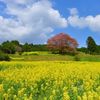 馬場の山桜