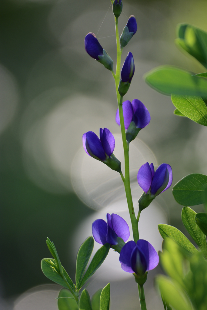 紫の花