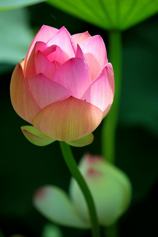 蓮の花