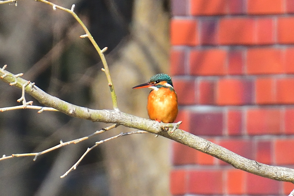 素敵なお嬢さん