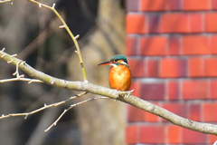 素敵なお嬢さん