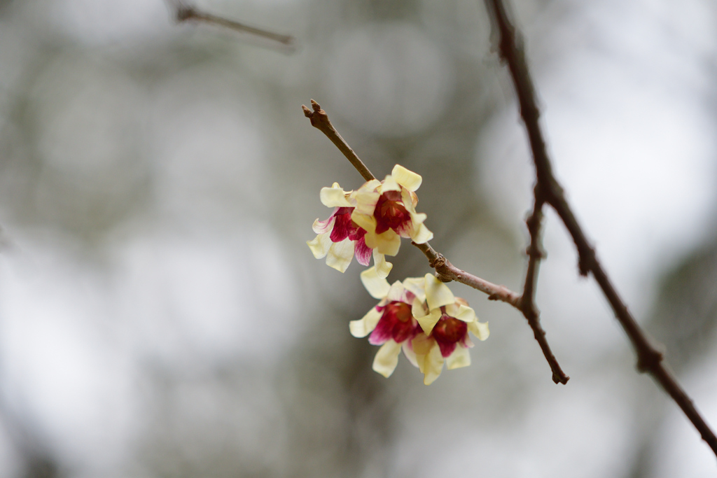 ウンナンロウバイ