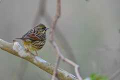 近くに来たアオジ