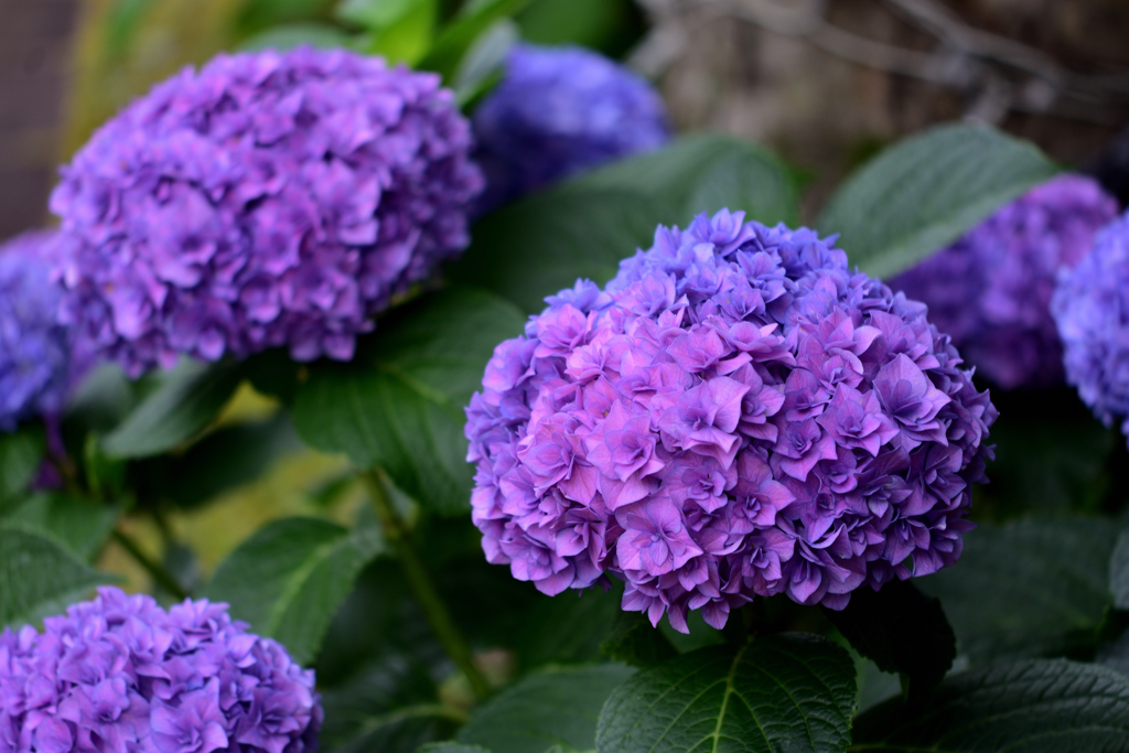 ホテルアムステルダムの紫陽花