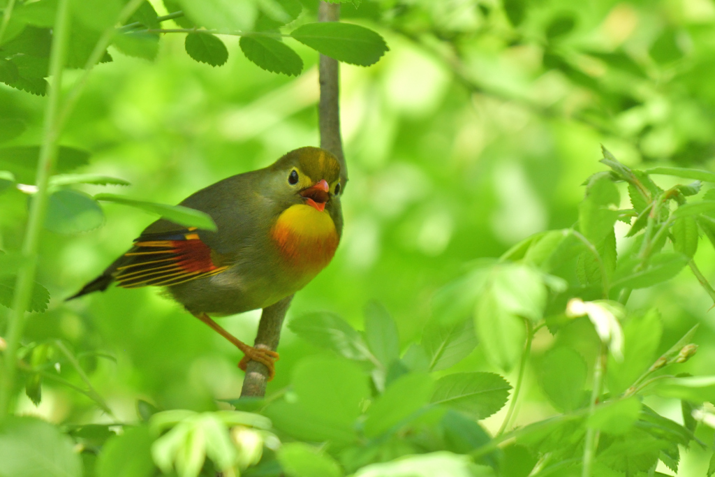 鳴き声