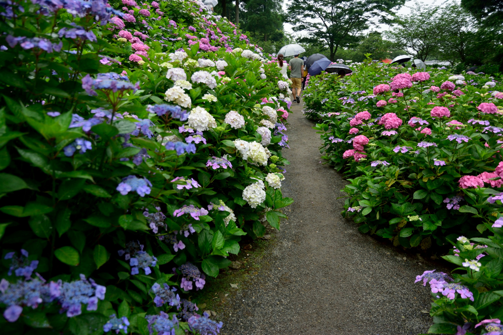 紫陽花の小路