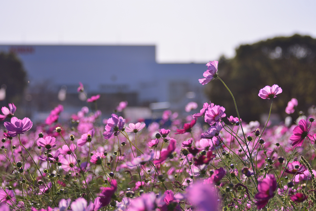 キリン花園のコスモス