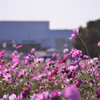 キリン花園のコスモス