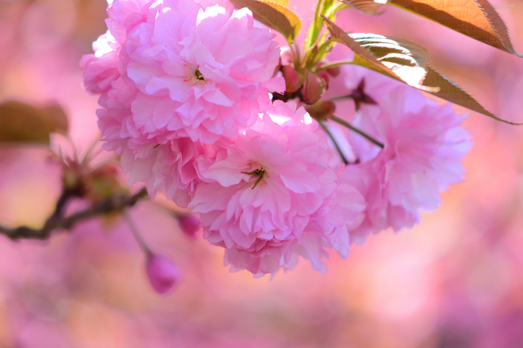 ボタン桜