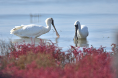 シチメンソウと