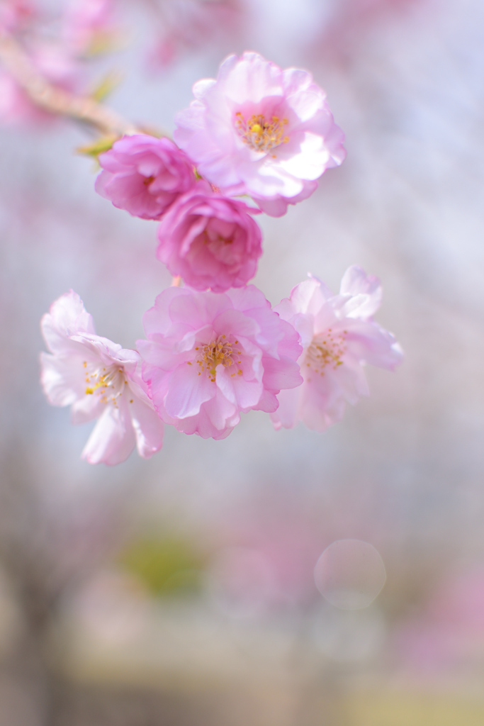 桜も巡る