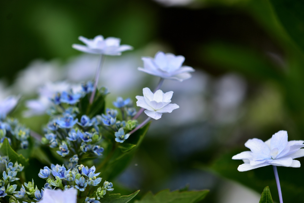 墨田の花火