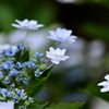 墨田の花火