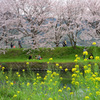 桜並木の下で