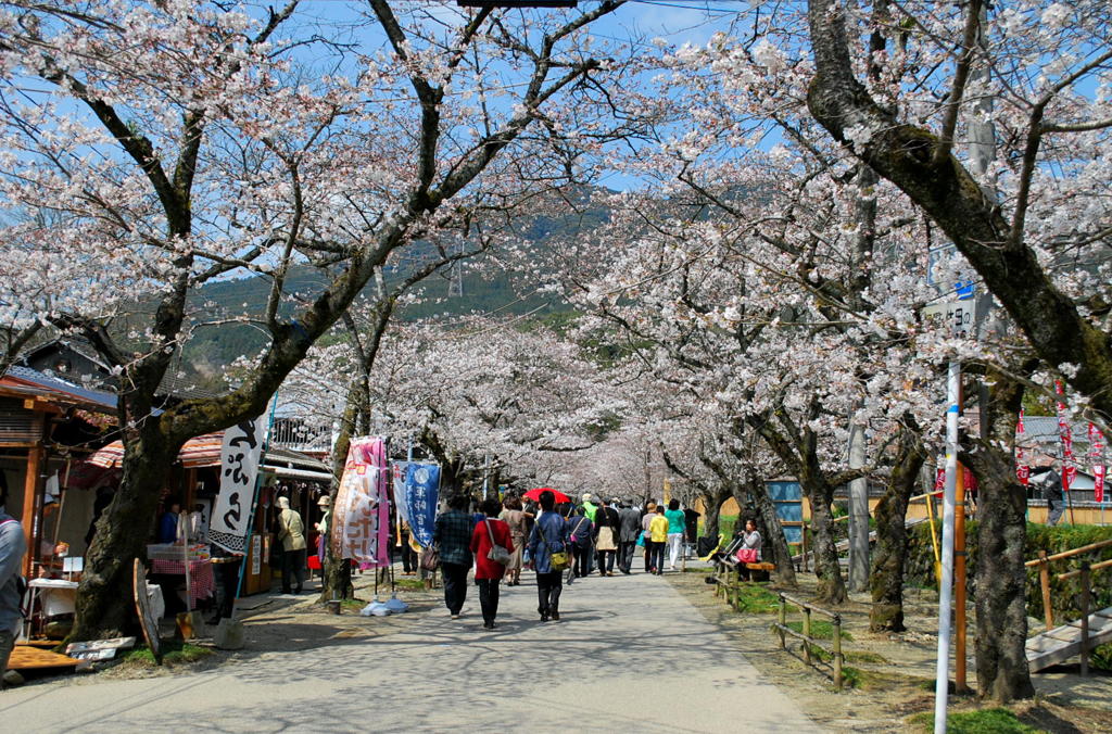 桜のトンネル