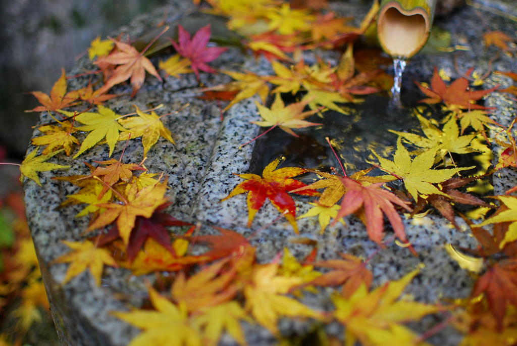 大興善寺の紅葉（９）