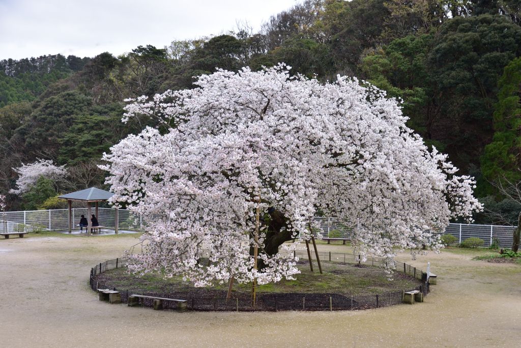 衣干百年桜