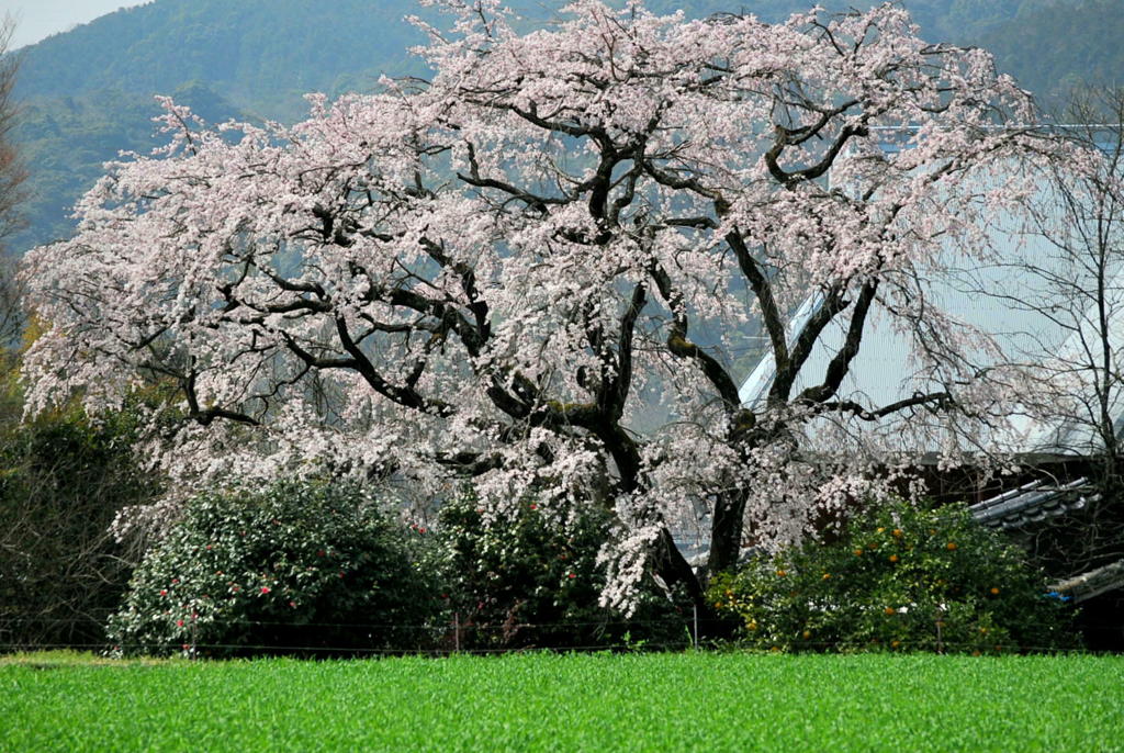 名木の一本桜