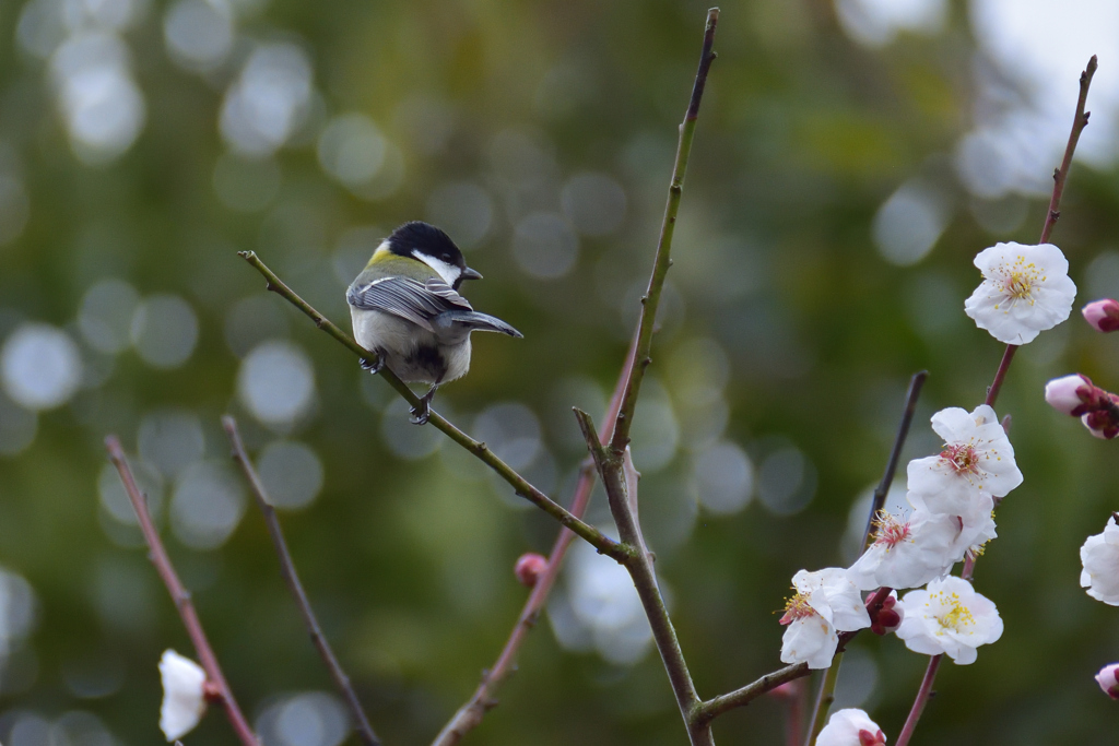 孤高の鳥