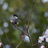 孤高の鳥