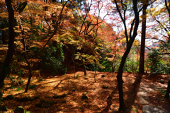 晩秋の仁比山神社