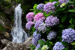見返りの滝と紫陽花