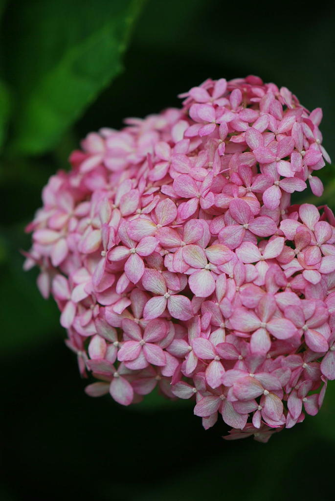 千光寺　紫陽花（12）