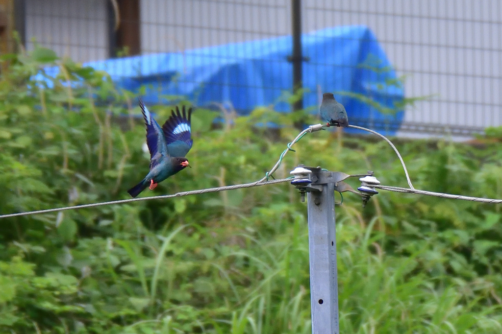 忙しいオス