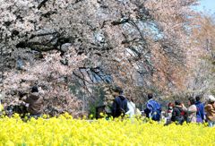 一心行の大桜（４）