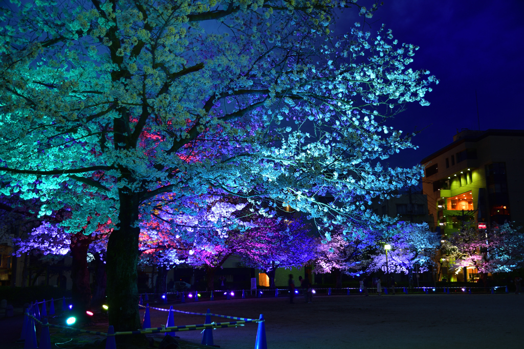 幻想的な夜桜