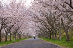桜ロード