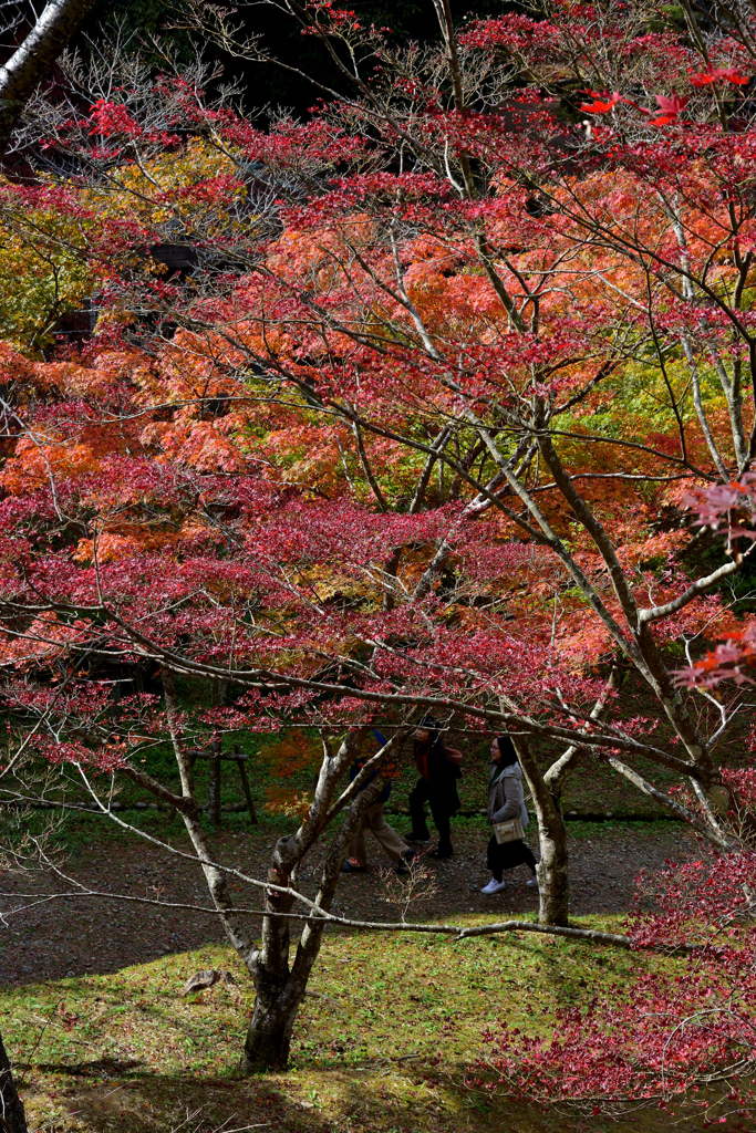 紅葉さんぽ