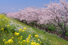 河川敷の桜並木