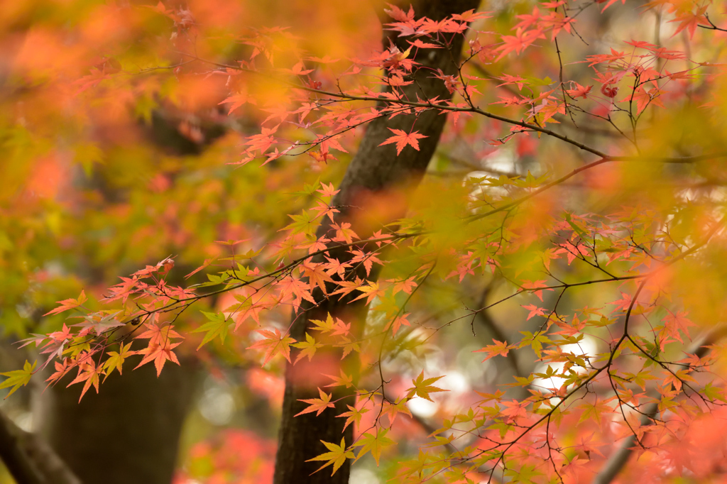 紅葉を切り取る