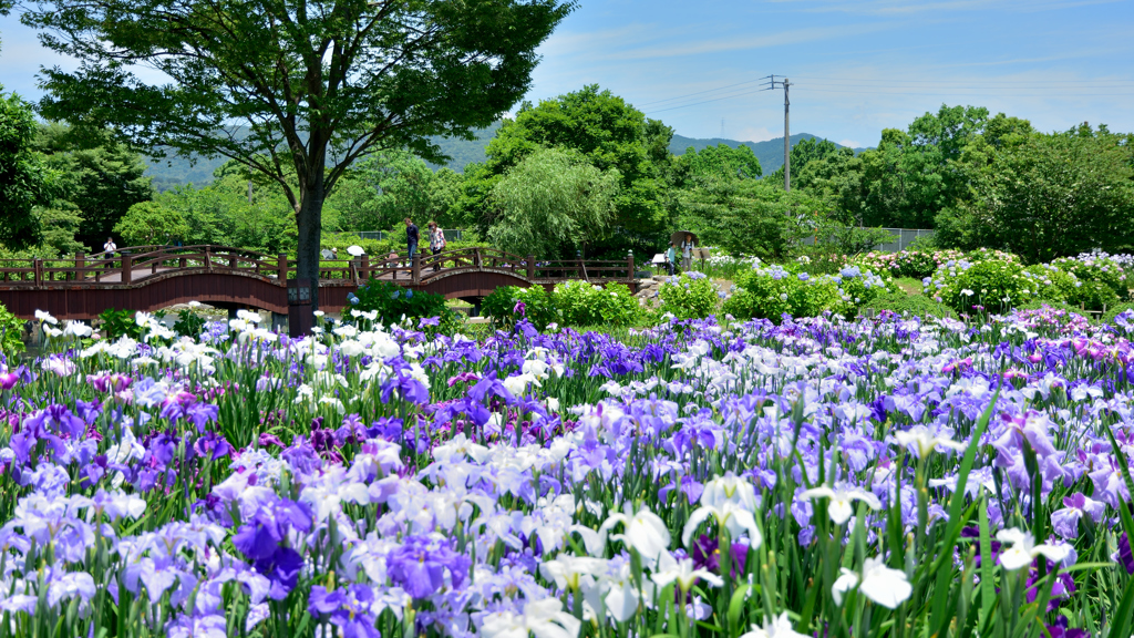 菖蒲橋