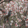 梅ヒヨ