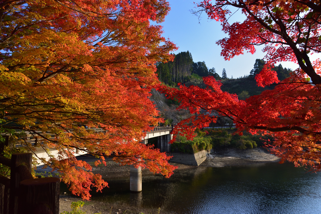 今日イチの紅葉