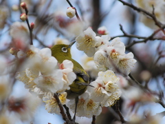 花衣装